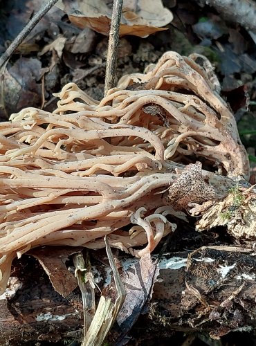 KUŘÁTKA PŘÍMÁ (Ramaria stricta) FOTO: Marta Knauerová, 2022