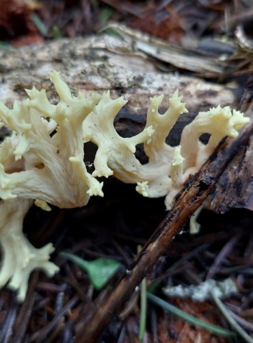 KUŘÁTKA PŘÍMÁ (Ramaria stricta) FOTO: Marta Knauerová, 2022