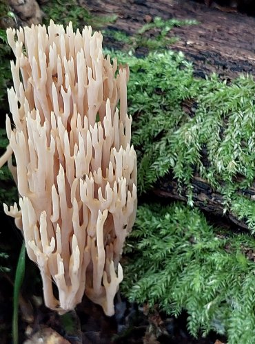 KUŘÁTKA PŘÍMÁ (Ramaria stricta) FOTO: Marta Knauerová, 2022