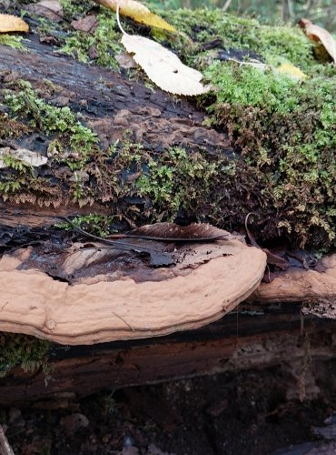 LESKLOKORKA PLOSKÁ (Ganoderma applanatum) FOTO: Marta Knauerová, 2022

