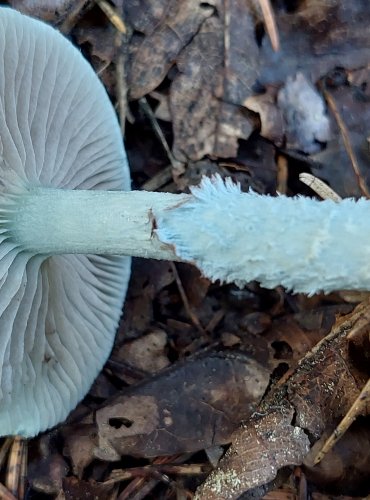 LÍMCOVKA MĚDĚNKOVÁ (Stropharia aeruginosa) FOTO: Marta Knauerová, 2022