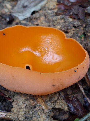 MÍSENKA ORANŽOVÁ (Aleuria aurantia) zapsána v Červeném seznamu hub (makromycetů) České republiky v kategorii NT – téměř ohrožený druh FOTO: Marta Knauerová, 2022