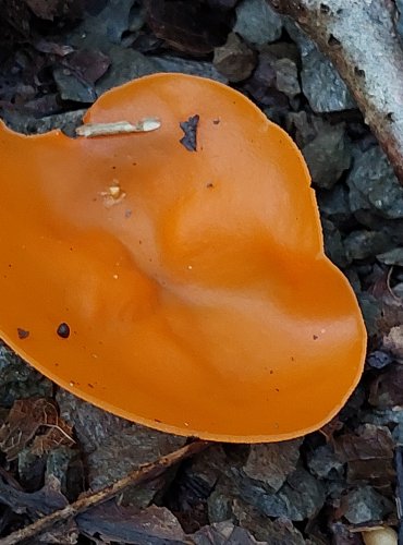MÍSENKA ORANŽOVÁ (Aleuria aurantia) zapsána v Červeném seznamu hub (makromycetů) České republiky v kategorii NT – téměř ohrožený druh FOTO: Marta Knauerová, 2022
