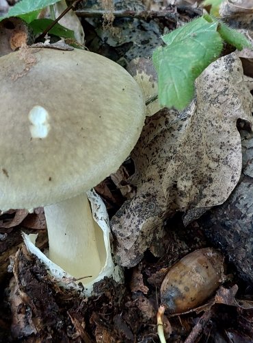 MUCHOMŮRKA ZELENÁ (Amanita phalloides) FOTO: Marta Knauerová, 2022