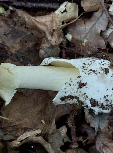 MUCHOMŮRKA ZELENÁ (Amanita phalloides) FOTO: Marta Knauerová, 2022