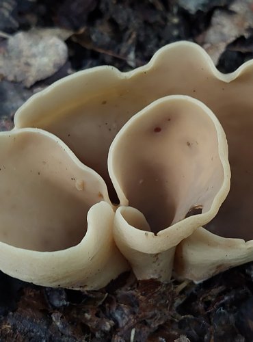 OUŠKO KOŽOVÉ (Otidea alutacea) FOTO: Marta Knauerová, 2022