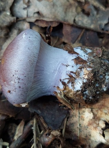 PAVUČINEC z podrodu Phlegmacium, např. z okruhu "pavučince fialovoporfýrového", FOTO: Marta Knauerová, 2022