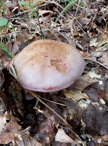 PAVUČINEC z podrodu Phlegmacium, např. z okruhu "pavučince fialovoporfýrového", FOTO: Marta Knauerová, 2022