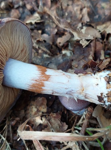 PAVUČINEC z podrodu Phlegmacium, např. z okruhu "pavučince fialovoporfýrového", FOTO: Marta Knauerová, 2022