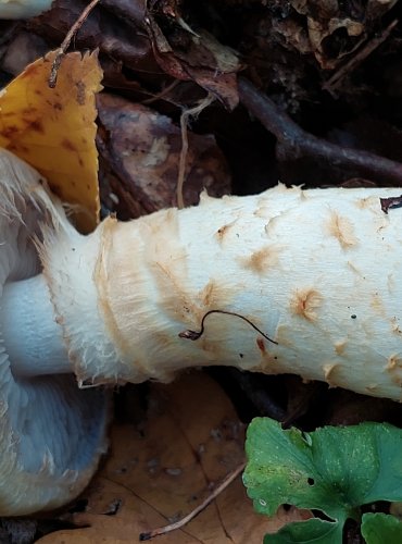 PAVUČINEC ZLATÝ (Pavučinec vítězný) Cortinarius triumphans, FOTO: Marta Knauerová, 2022

