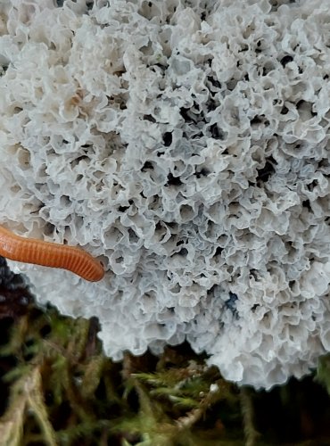 PĚNITKA BÍLÁ (Mucilago crustacea) hlenka, FOTO: Marta Knauerová, 2022