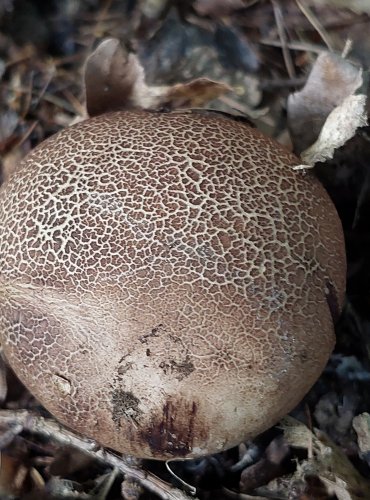 PESTŘEC bez bližšího určení (Scleroderma sp.) FOTO: Marta Knauerová 