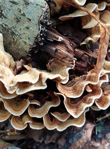 PEVNÍK PLSTNATÝ (Stereum subtomentosum) FOTO: Marta Knauerová, 2022