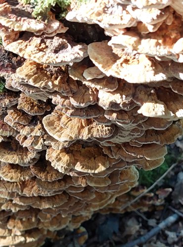 REZAVEC LESKNAVÝ (Inonotus radiatus) FOTO: Marta Knauerová, 2022