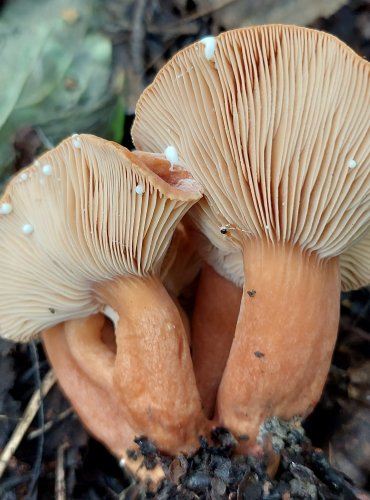 RYZEC ORANŽOVĚ HNĚDÝ (Lactarius fulvissimus) FOTO: Marta Knauerová, 2022