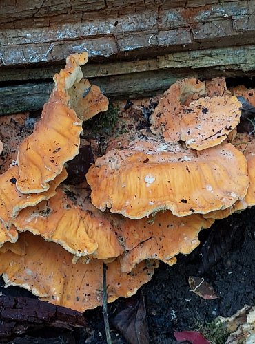 SÍROVEC ŽLUTOORANŽOVÝ (Laetiporus sulphureus) FOTO: Marta Knauerová, 2022