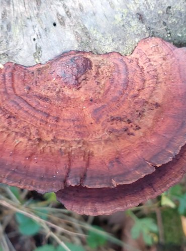 SÍŤKOVEC TROJBARVÝ (Daedaleopsis tricolor) FOTO: Marta Knauerová, 2022