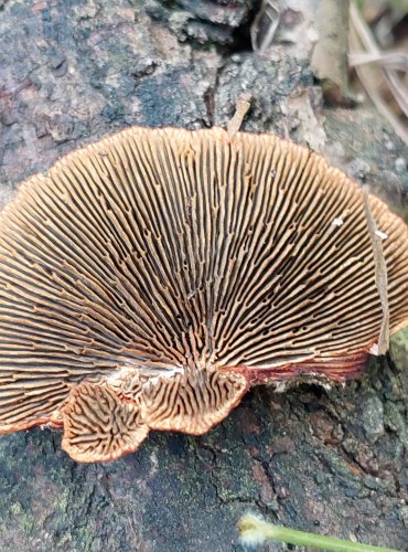 SÍŤKOVEC TROJBARVÝ (Daedaleopsis tricolor) FOTO: Marta Knauerová, 2022