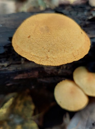 ŠUPINOVKA HLÍZKATÁ (Pholiota tuberculosa) FOTO: Marta Knauerová, 2022