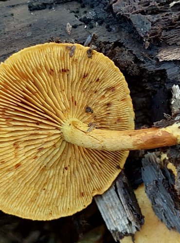 ŠUPINOVKA HLÍZKATÁ (Pholiota tuberculosa) FOTO: Marta Knauerová, 2022