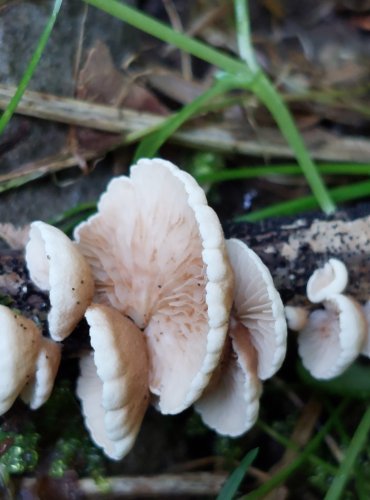 TREPKOVITKA bez bližšího určení (Crepidotus sp.) FOTO: Marta Knauerová, 2022