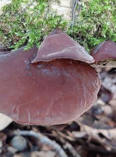 UCHO JIDÁŠOVO (Auricularia auricula-judae) FOTO: Marta Knauerová, 2022