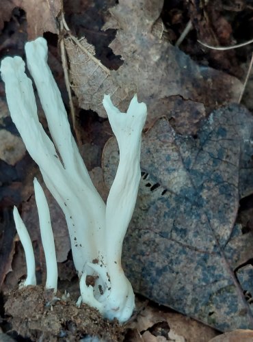 KUŘÁTEČKO SVRASKALÉ (Clavulina rugosa) FOTO: Marta Knauerová, 2022