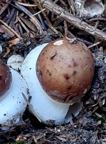 BEDLA ČERVENAJÍCÍ (Chlorophyllum rachodes) FOTO: Marta Knauerová, 2022