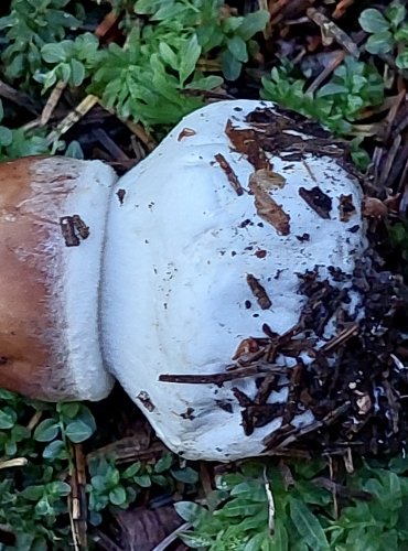 BEDLA ČERVENAJÍCÍ (Chlorophyllum rachodes) FOTO: Marta Knauerová, 2022