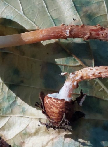 BEDLA KAŠTANOVÁ (Lepiota castanea) FOTO: Marta Knauerová, 2022