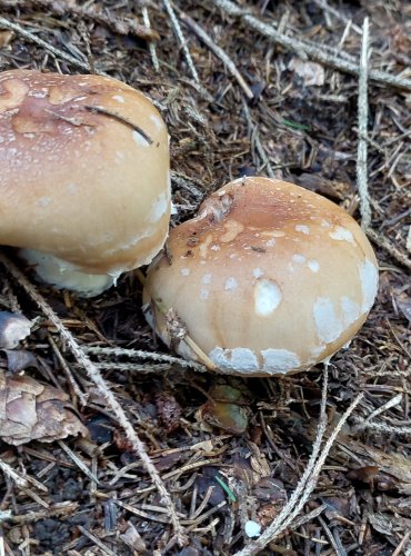 BĚLOPAVUČINEC HLÍZNATÝ (Leucocortinarius bulbiger) FOTO: Marta Knauerová, 2022