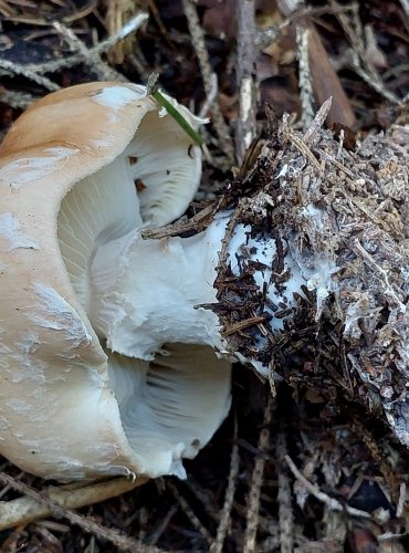 BĚLOPAVUČINEC HLÍZNATÝ (Leucocortinarius bulbiger) FOTO: Marta Knauerová, 2022