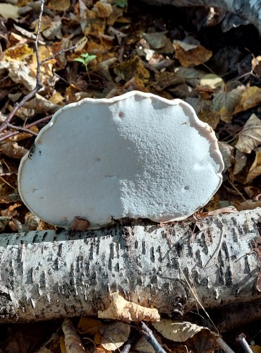 BŘEZOVNÍK OBECNÝ (Piptoporus betulinus) FOTO: Marta Knauerová, 2022