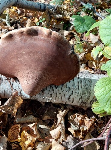 BŘEZOVNÍK OBECNÝ (Piptoporus betulinus) FOTO: Marta Knauerová, 2022