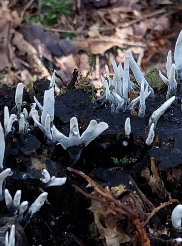 DŘEVNATKA PAROHATÁ (Xylaria hypoxylon) FOTO: Marta Knauerová, 2022