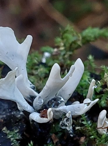 DŘEVNATKA PAROHATÁ (Xylaria hypoxylon) FOTO: Marta Knauerová, 2022