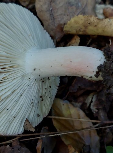 HOLUBINKA BROSKVOVÁ (Russula persicina) zapsána v Červeném seznamu hub České republiky v kategorii VU – zranitelný druh FOTO: Marta Knauerová, 2022