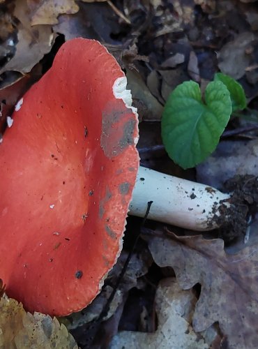 HOLUBINKA BROSKVOVÁ (Russula persicina) zapsána v Červeném seznamu hub České republiky v kategorii VU – zranitelný druh FOTO: Marta Knauerová, 2022