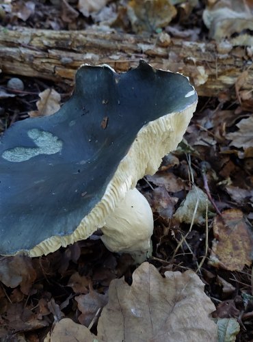 HOLUBINKA NAMODRALÁ (Russula cyanoxantha) FOTO: Marta Knauerová,2022