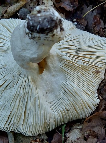 HOLUBINKA NAMODRALÁ (Russula cyanoxantha) FOTO: Marta Knauerová,2022