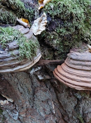 LESKLOKORKA PLOSKÁ (Ganoderma applanatum) FOTO: Marta Knauerová, 2022