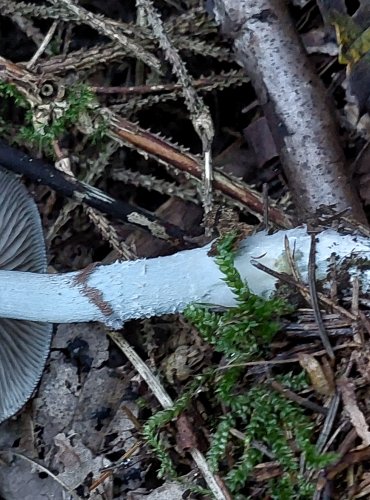 LÍMCOVKA MODRÁ (Stropharia caerulea) FOTO: Marta Knauerová, 2022