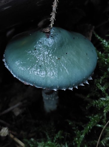 LÍMCOVKA MODRÁ (Stropharia caerulea) FOTO: Marta Knauerová, 2022