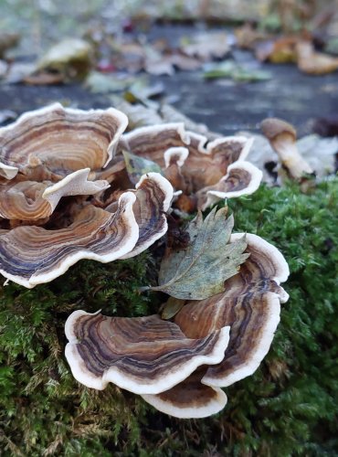 OUTKOVKA PESTRÁ (Trametes versicolor) FOTO: Marta Knauerová, 2022