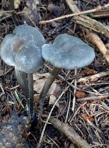 PENÍZOVKA PÁCHNOUCÍ (Tephrocybe rancida) FOTO: Marta Knauerová, 2022