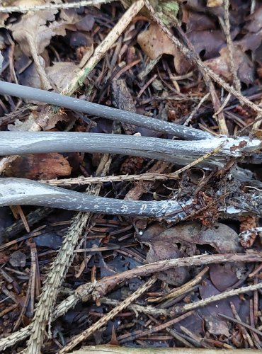 PENÍZOVKA PÁCHNOUCÍ (Tephrocybe rancida) FOTO: Marta Knauerová, 2022