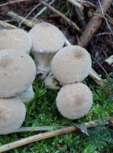 PÝCHAVKA OBECNÁ (Lycoperdon perlatum) FOTO: Marta Knauerová, 2022