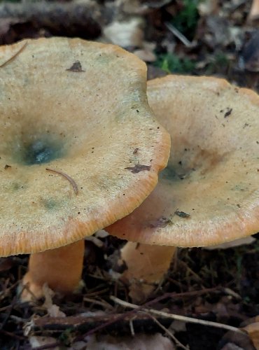 RYZEC SMRKOVÝ (Lactarius deterrimus) FOTO: Marta Knauerová, 2022