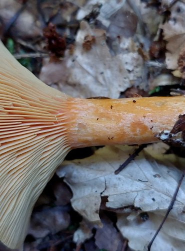 RYZEC SMRKOVÝ (Lactarius deterrimus) FOTO: Marta Knauerová, 2022