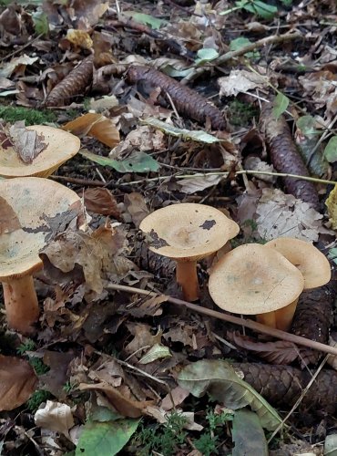 RYZEC SMRKOVÝ (Lactarius deterrimus) FOTO: Marta Knauerová, 2022